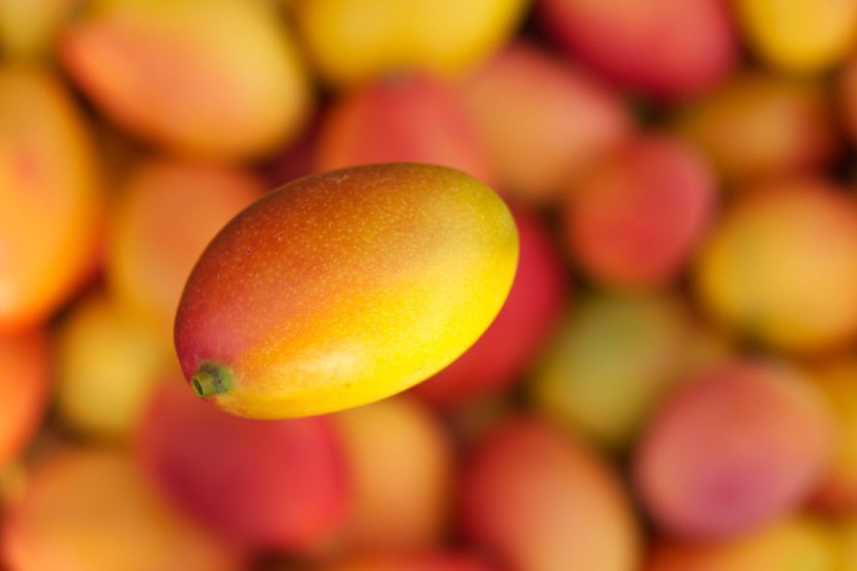 Meilleures recettes de smoothies créoles pour la récupération